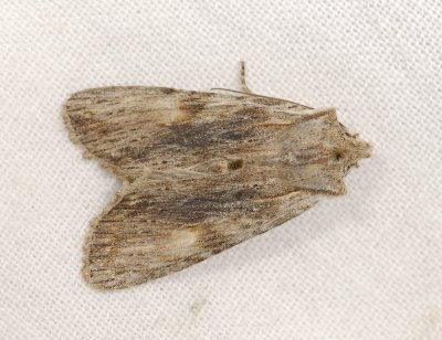 2768 Lithophane socia 3981.jpg