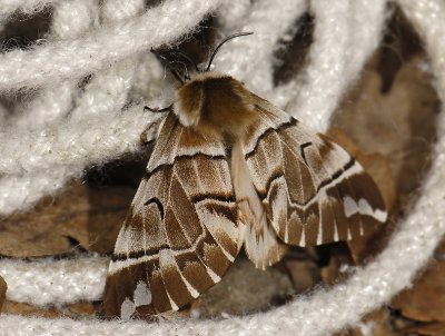 1952  Endromis versicolora  3995.jpg