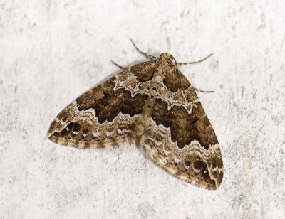 2362 Lampropteryx suffumata 3997.jpg