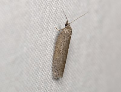 1267 Acleris lipsiana 4053.jpg