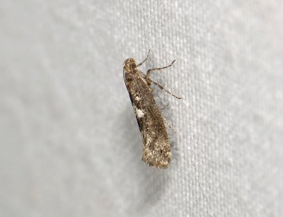 0498   Acrolepiopsis assectella  4030.jpg