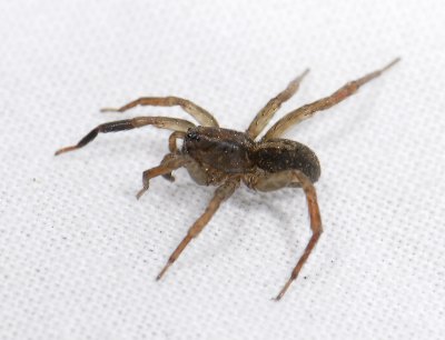 spider  4116.jpg
