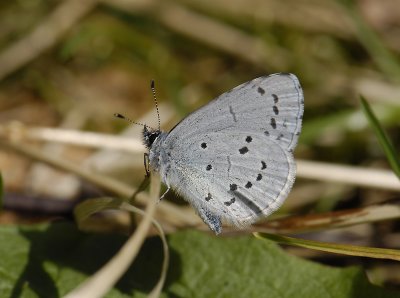 2056   Celastrina argiolus  4168.jpg