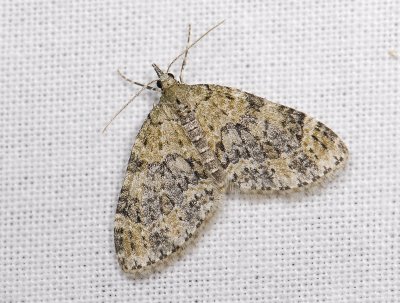 2513 Acasis viretata 4171.jpg