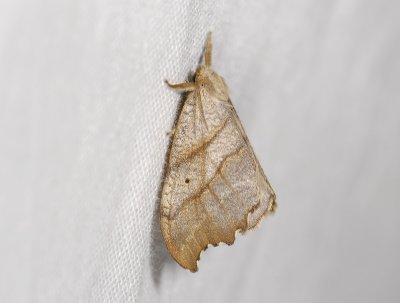 2166 Falcaria lacertinaria 4187.jpg