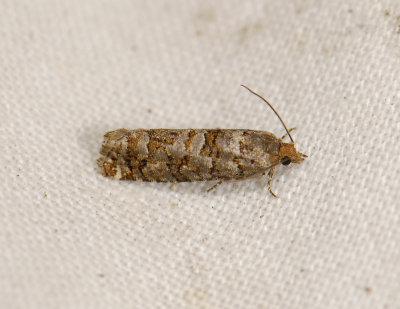 1517A Gravitarmata margarotana 4211.jpg