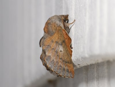 1946   Phyllodesma ilicifolia  4229.jpg