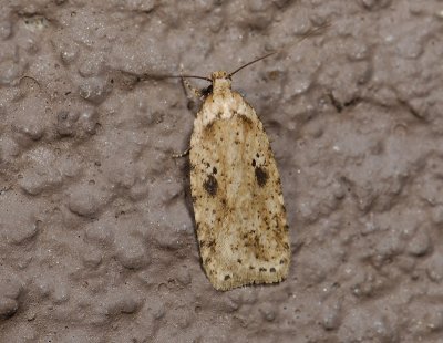 0575   Agonopterix arenella  4252.jpg