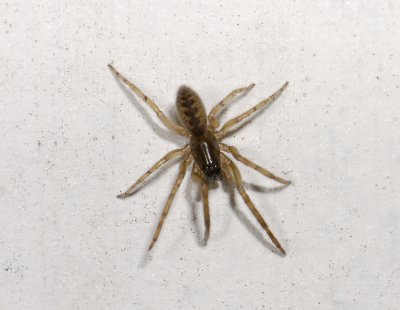 spider  4253.jpg