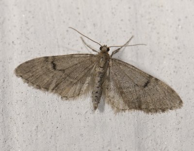 2472   Eupithecia indigata  4262.jpg