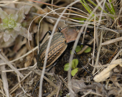 Carabus cancellatus  4337.jpg