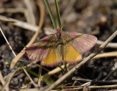 2325 Lythria cruentaria 4364.jpg