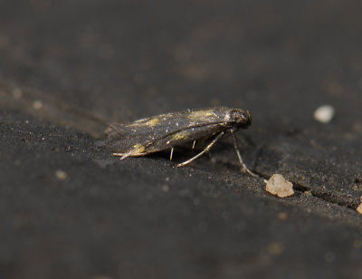 0324   Eucalybites auroguttella  4405.jpg