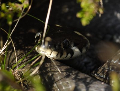 Natrix natrix 4462.jpg
