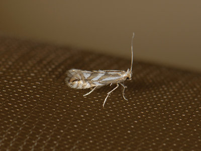 0352   Phyllonorycter sorbi  4597.jpg