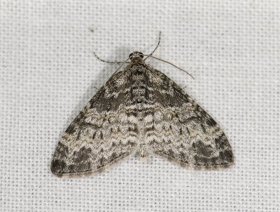 2508   Lobophora halterata  4601.jpg