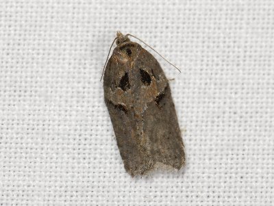 1256 Acleris hastiana 4652.jpg