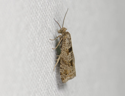 1426 Eriopsela quadrana 4644.jpg