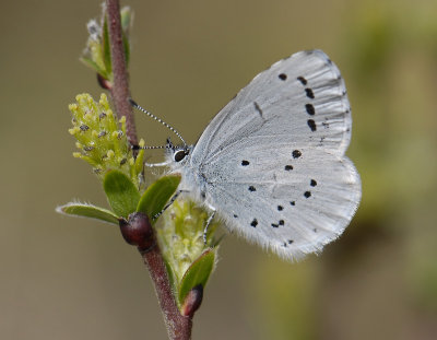 2056 Celastrina argiolus 4674.jpg
