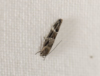 0883   Mompha sturnipennella  4710.jpg