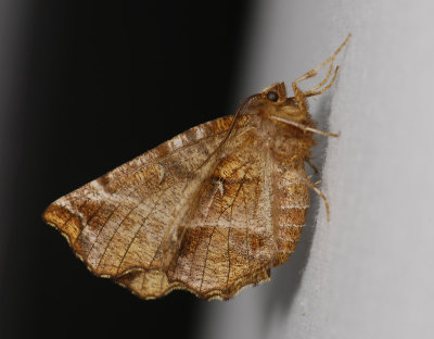 2211   Selenia dentaria  4834.jpg