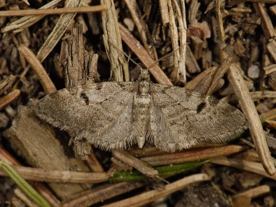 2485   Eupithecia conterminata  4848.jpg