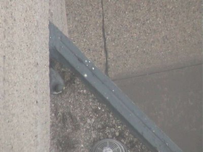 Checking Out the Ledge