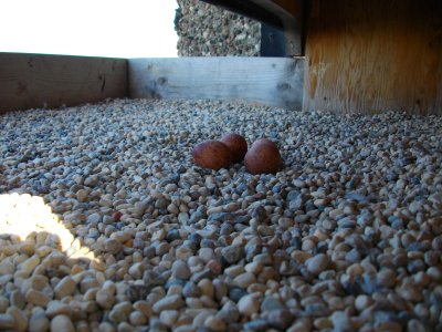 Apr 23 - Eggs in the Box