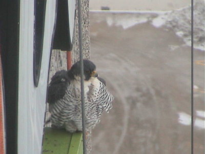 A Peregrine Returns