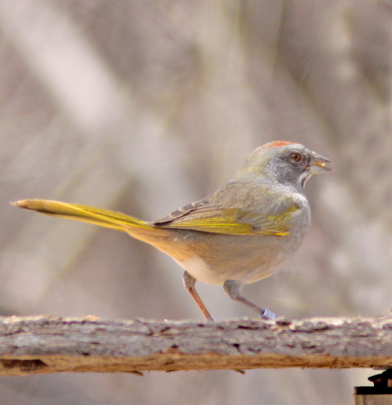 Green-tailed Towhee  at San Pedro River AZ