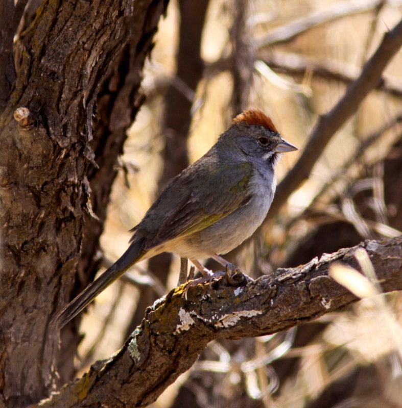 Green-tailed Towhee at San Pedro River AZ