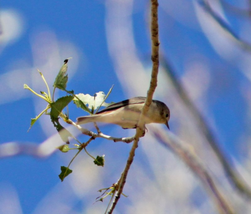 Lucys Warbler at San Pedro River AZ