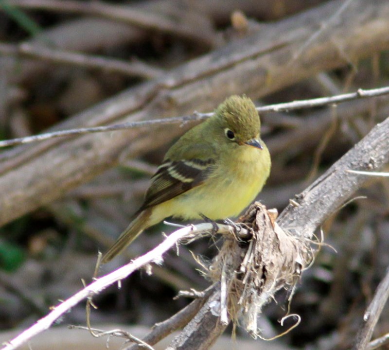 Empidonaz difficilis at San Pedro AZ