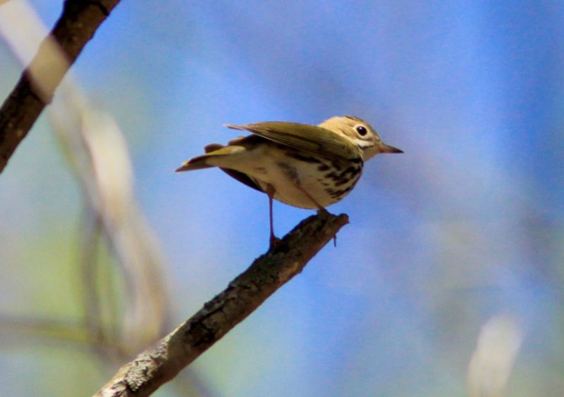 Ovenbird at Peaks of Otter, VA