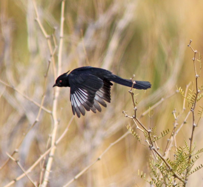 Phaenopepla in Joshua Tree NP CA