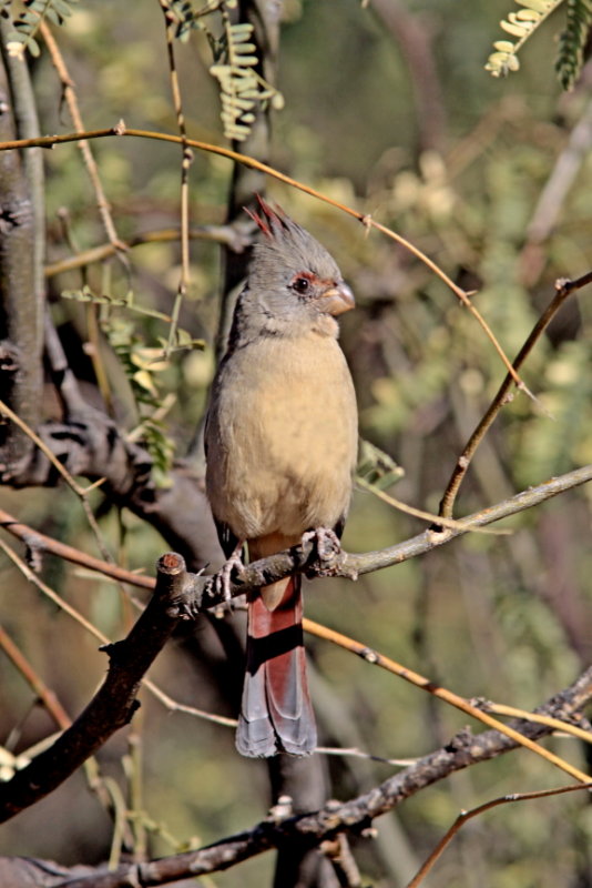 Phyroluxia at Patagonia Lake AZ