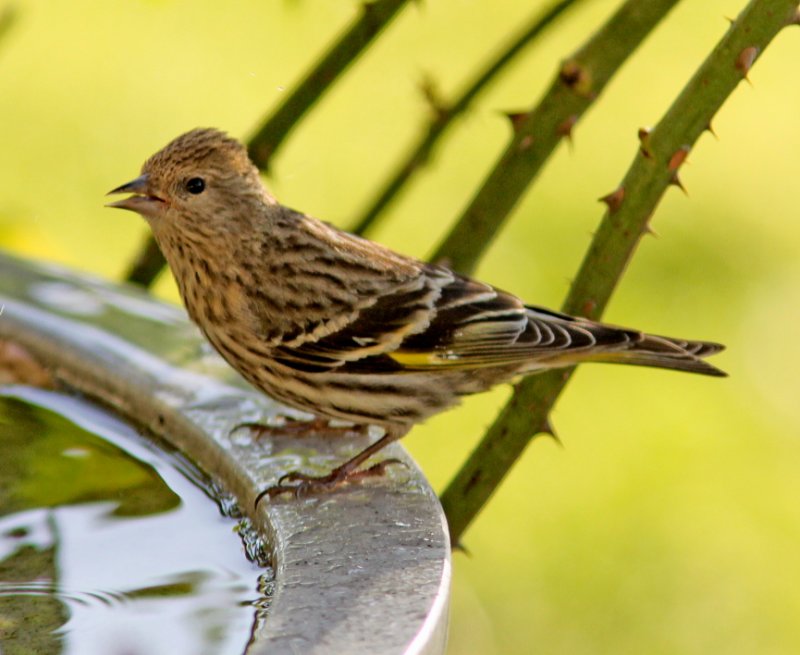 Pine Siskin at feeder in Santa Cruz CA