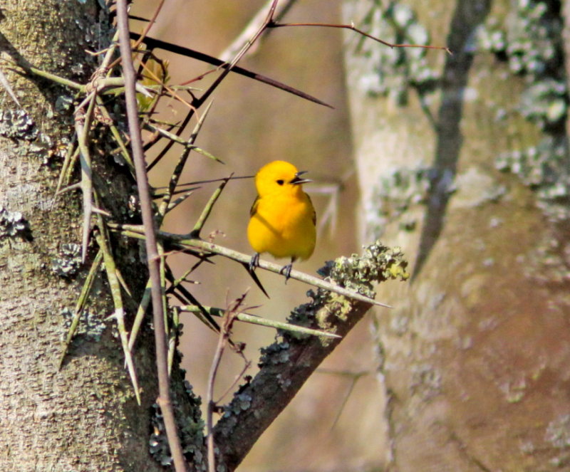 Prothonotary Warbler at Mingo NWR MO