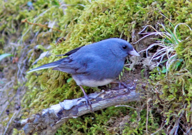 Slate-colored Junco along Blue Ridge Parkway VA