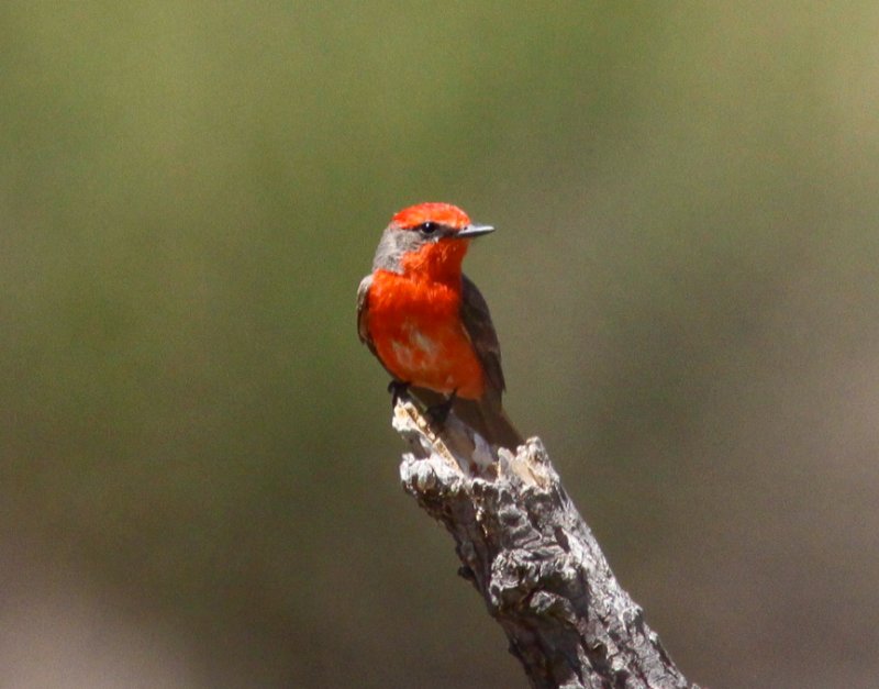 Vermilion Flycatcher  at San Pedro AZ