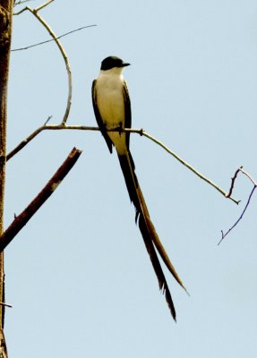 Fork-tailed Flycatcher