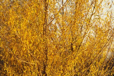 Fall colors