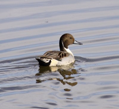 Northern Pintail