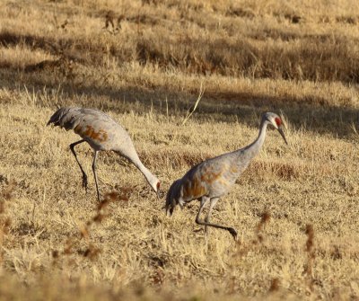 Sandhill Cranes