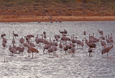 Sandhill Cranes