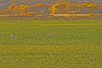 Sandhill Cranes
