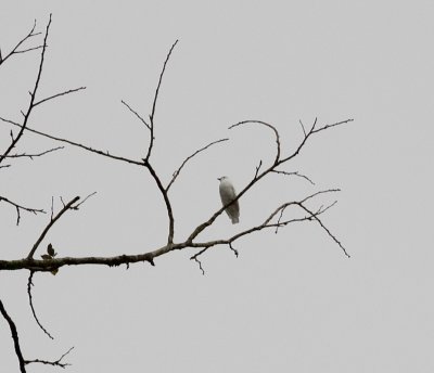 Black-tipped Cotinga -Canande Ec..jpg