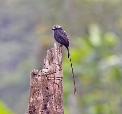 Long-tailed Tyrant-Canande Ec.jpg