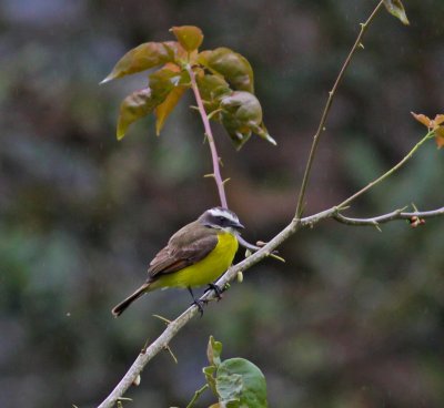 Rusty-margined Flycatcher-Pacto Ec.jpg