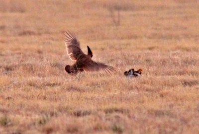 Lesser Prairie-Chickens